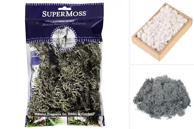 Detailed view of Best Dried Lichens For Potted Plants