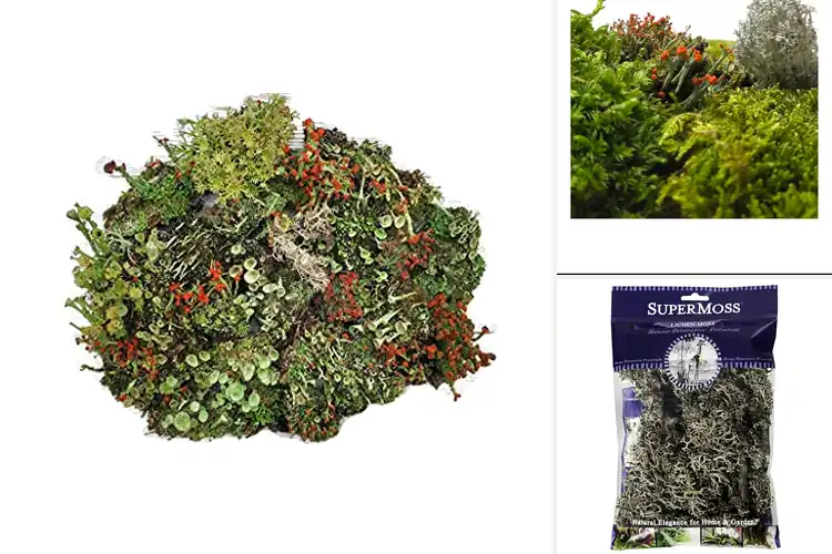 Detailed view of Best Natural Lichens For Terrariums