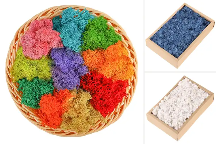 Detailed view of Best Preserved Lichens For Crafts
