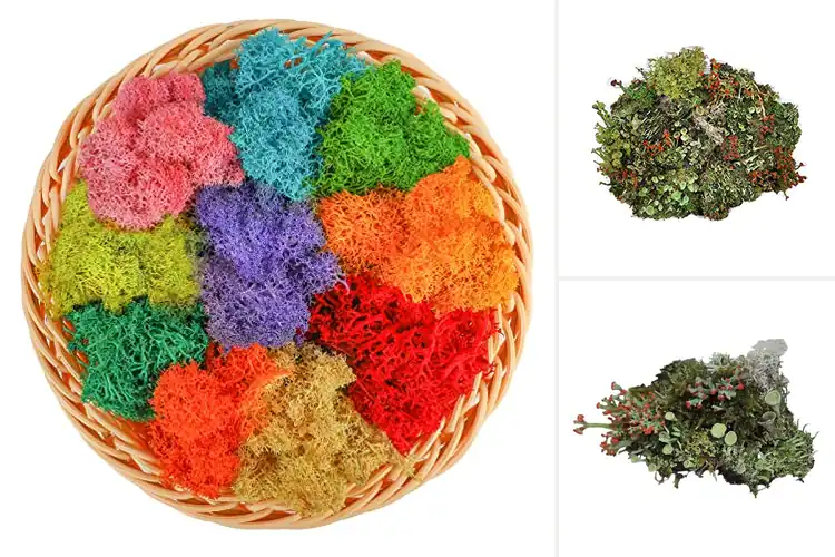 Detailed view of Best Reindeer Lichens For Fairy Gardens